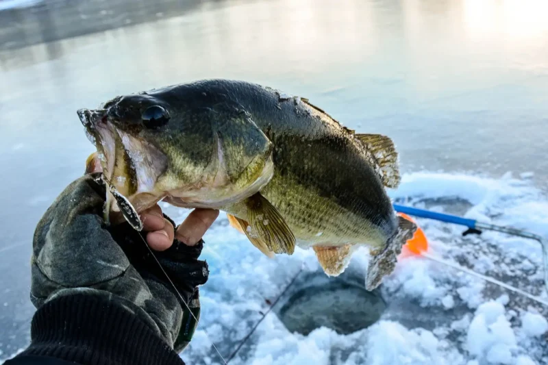 Lucky Fish Finder Helps You Locate Them Precisely